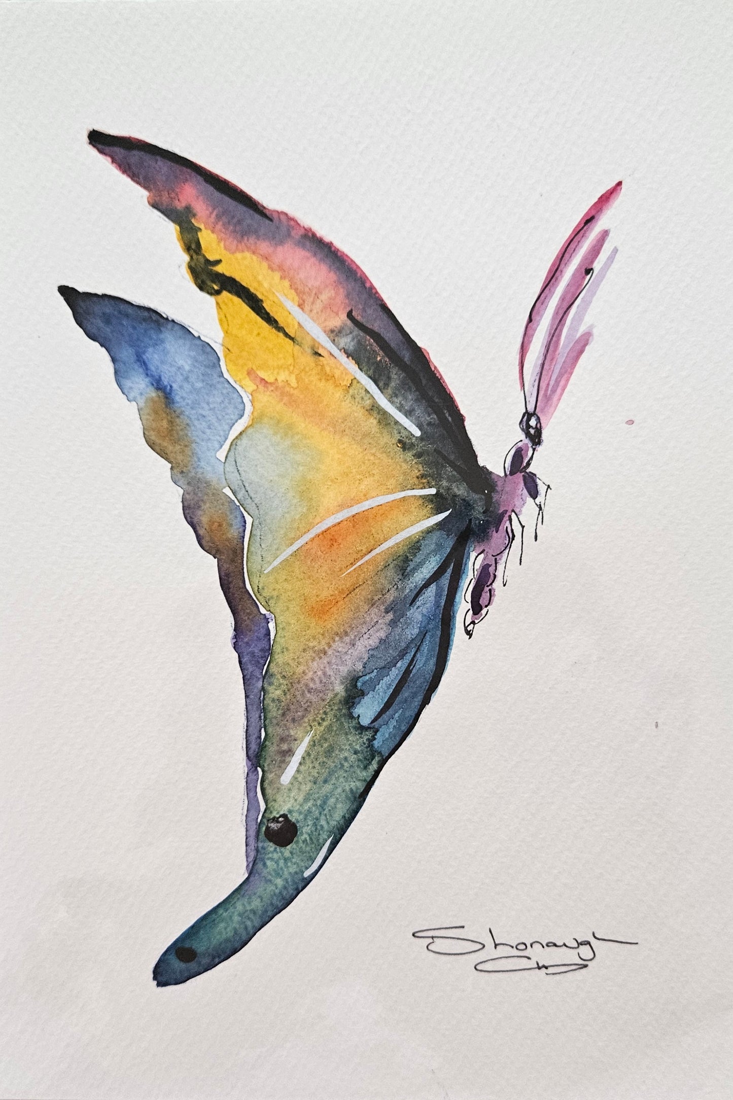 Art - 'Fluttering Canvas'